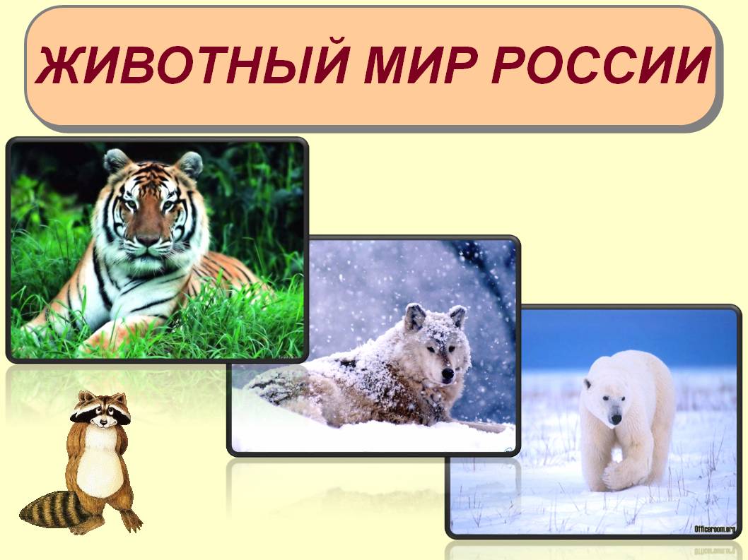 Животный мир россии 8 класс конспект